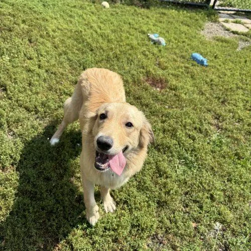 A young medium-sized female Apricot / Beige Mixed Breed dog named Lily for adoption in Hamden, CT
