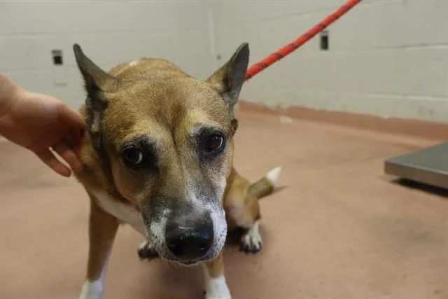 An adult medium-sized female Mixed Breed dog named Tauntaun for adoption in Columbia, SC