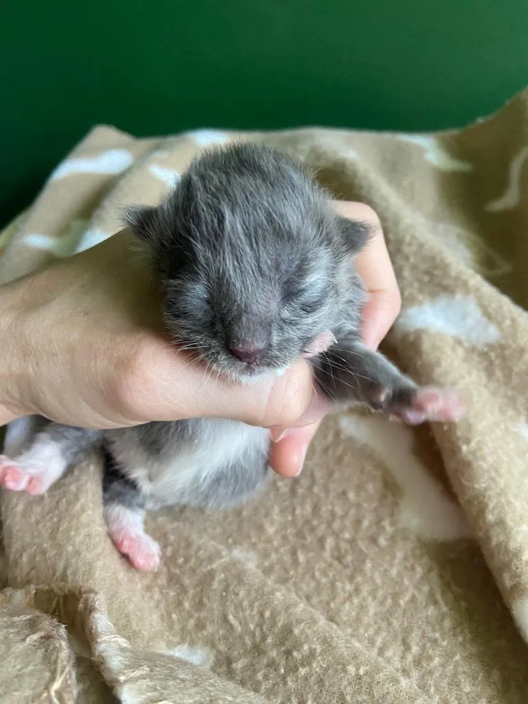 A baby small-sized female Domestic Short Hair cat named Delia for adoption in Leonardtown, MD
