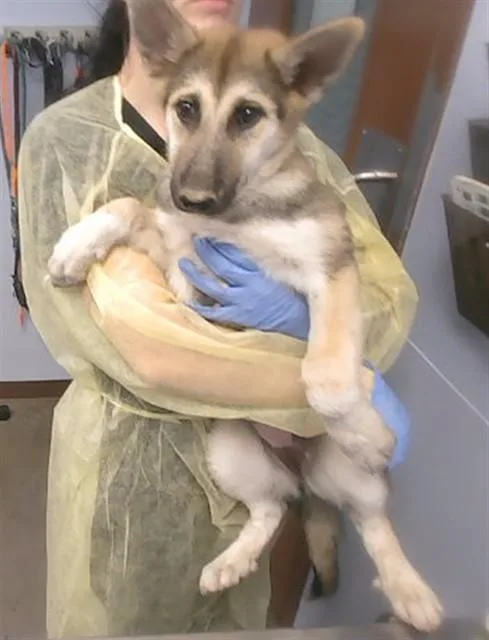 A baby small-sized female German Shepherd Dog dog named Thunderbird for adoption in Phoenix, AZ