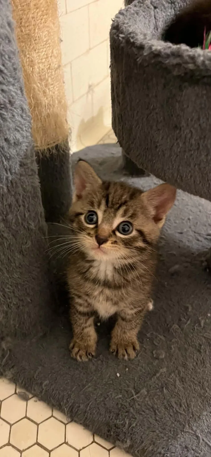 A baby medium-sized male Tabby (Buff / Tan / Fawn) Domestic Short Hair cat named River for adoption in Pittsburgh, PA