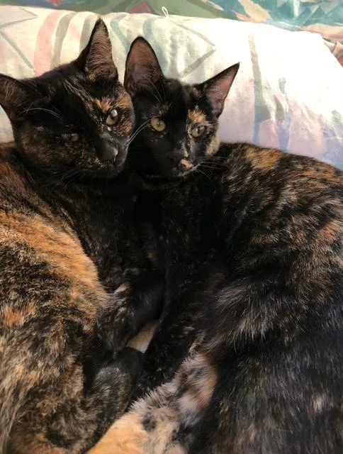 An adult medium-sized female Tortoiseshell cat named Mabel and Bobby for adoption in Novato, CA