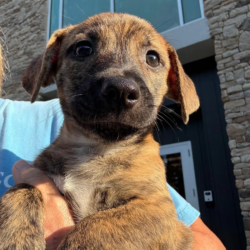A baby small-sized male Chihuahua dog named Anderson for adoption in Cumming, GA