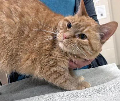 A senior medium-sized male Domestic Short Hair cat named Mufasa for adoption in Fishers, IN