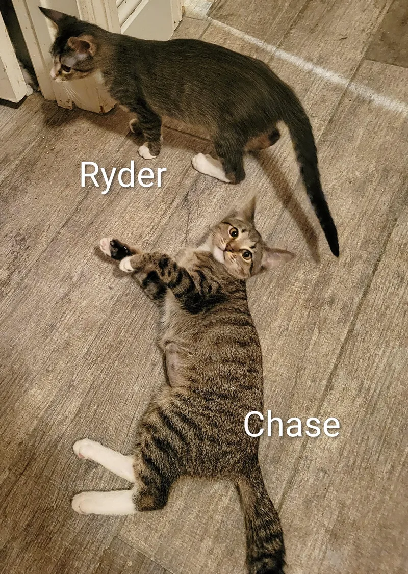 A baby medium-sized male Domestic Short Hair cat named Ryder for adoption in Las Vegas, NV