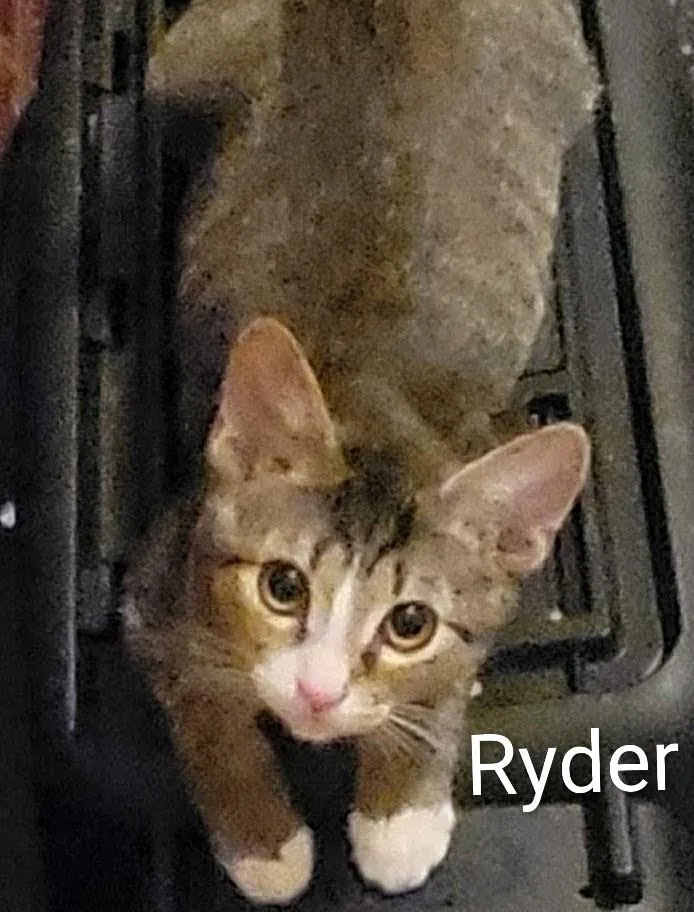 Ryder thumbnail 2