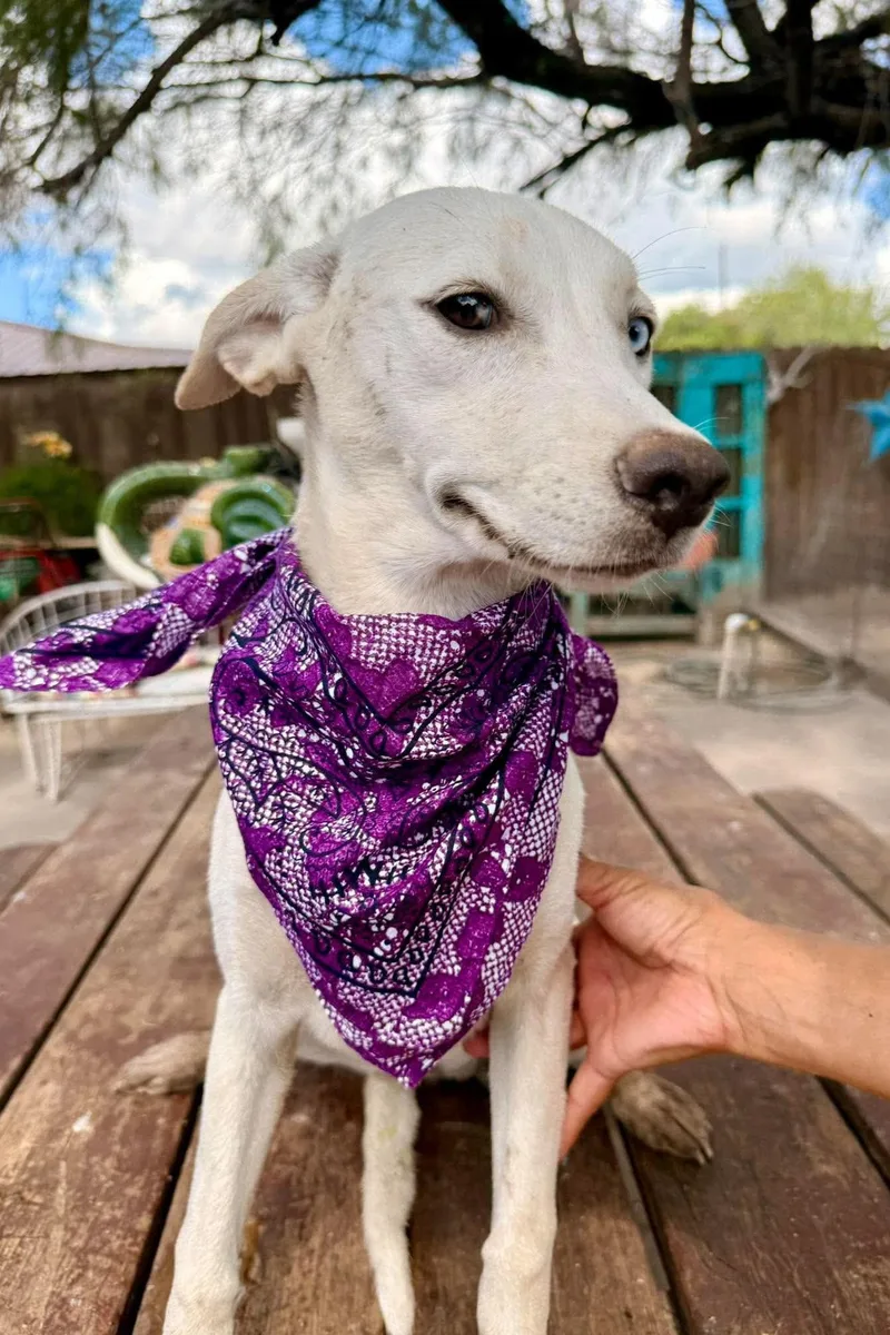 A baby medium-sized female Labrador Retriever dog named Maisie for adoption in Gregory, TX