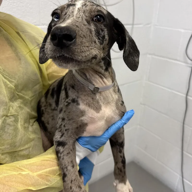 A baby small-sized male Black Catahoula Leopard Dog dog named Lesson for adoption in Hattiesburg, MS