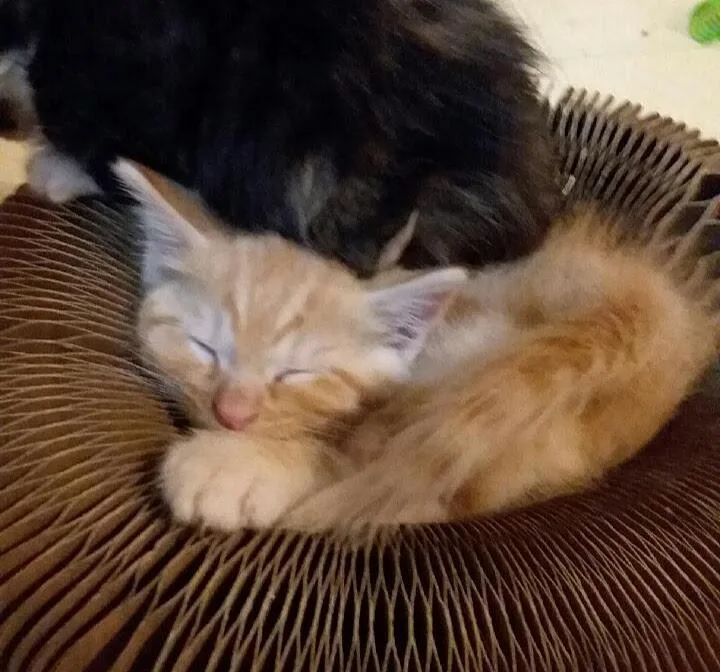 A young medium-sized male Tabby (Orange / Red) Domestic Short Hair cat named Tank for adoption in Lake City, MN