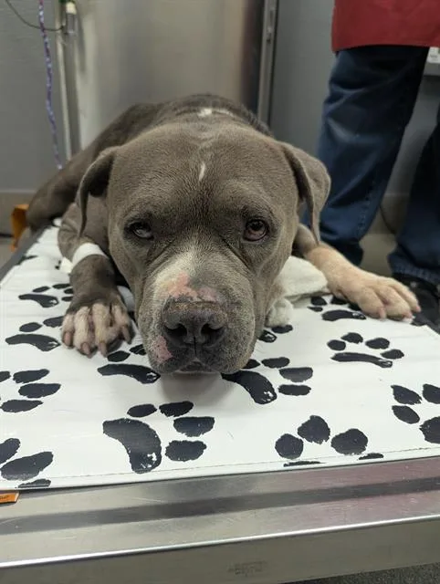 An adult medium-sized male Pit Bull Terrier dog named Cassey for adoption in Las Vegas, NV