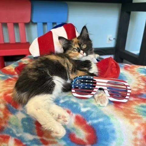 A young medium-sized female Domestic Medium Hair cat named Rainbow Dash for adoption in Ferndale, WA