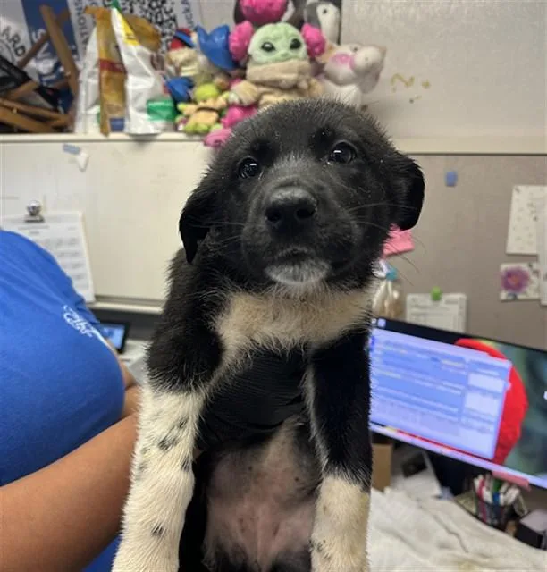 A baby small-sized female German Shepherd Dog dog named Peach for adoption in Stockton, CA