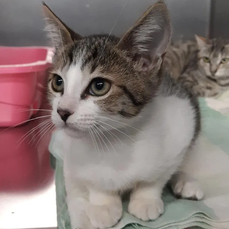 A baby small-sized male White Domestic Short Hair cat named Darryl for adoption in Spokane, WA