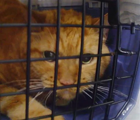 A senior small-sized female Domestic Medium Hair cat named Sunshine for adoption in Charlotte, NC