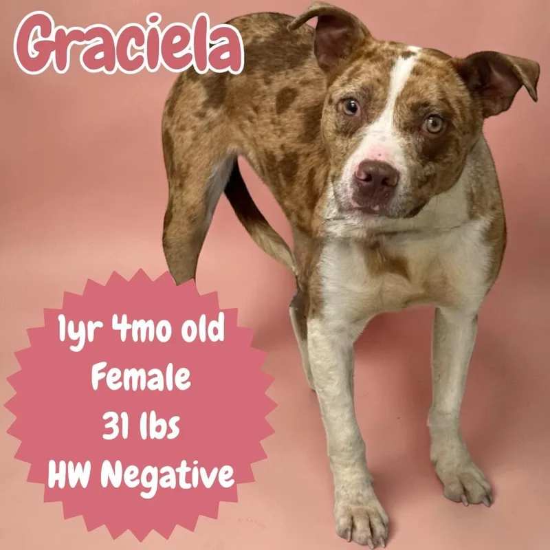 Graciela