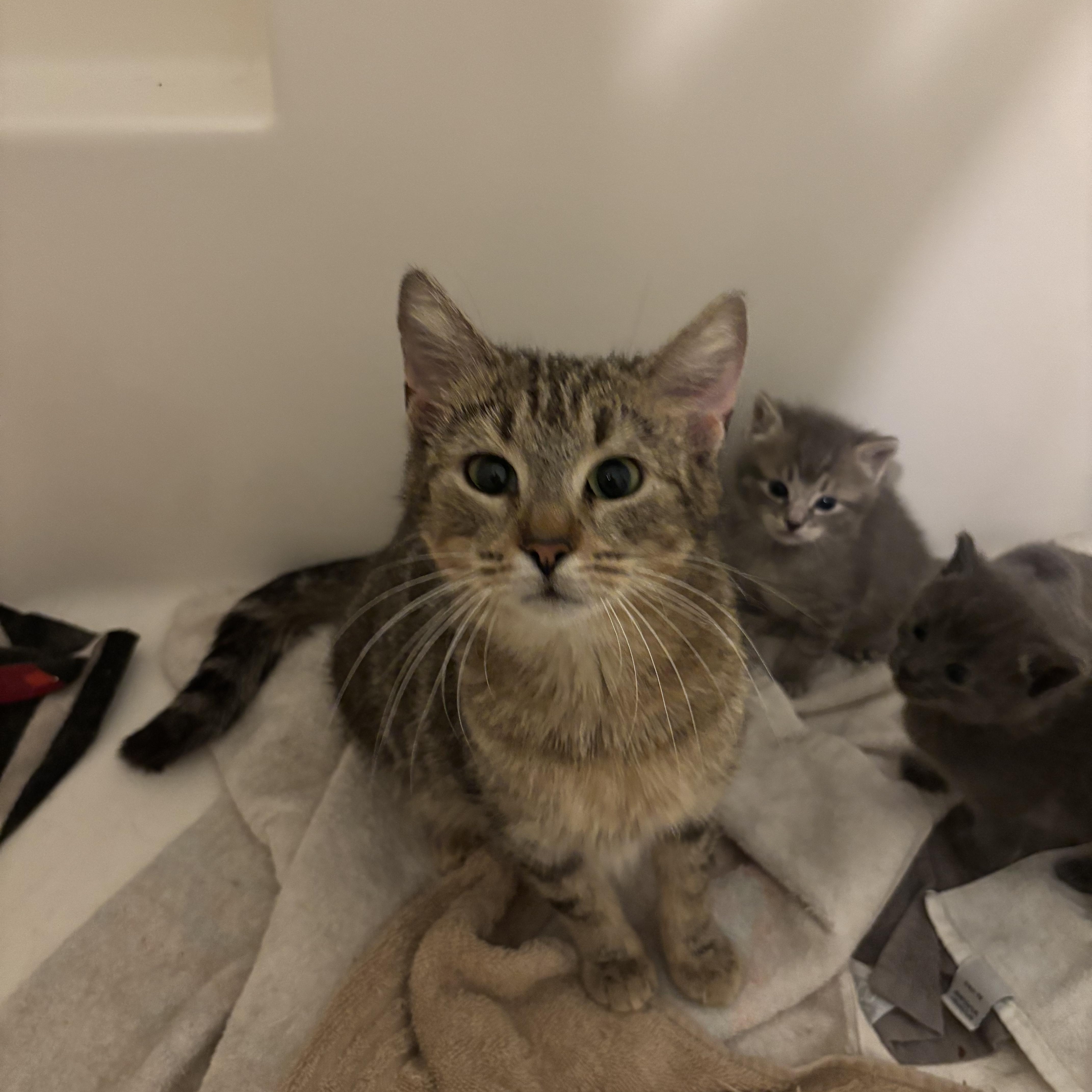 An adult medium-sized female Tabby (Buff / Tan / Fawn) Domestic Short Hair cat named Arda  Winterville  for adoption in Greensboro, GA