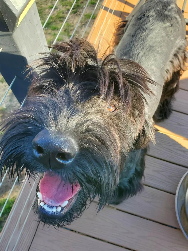 A young extra large-sized female Giant Schnauzer dog named Yaney for adoption in Holbrook, NY
