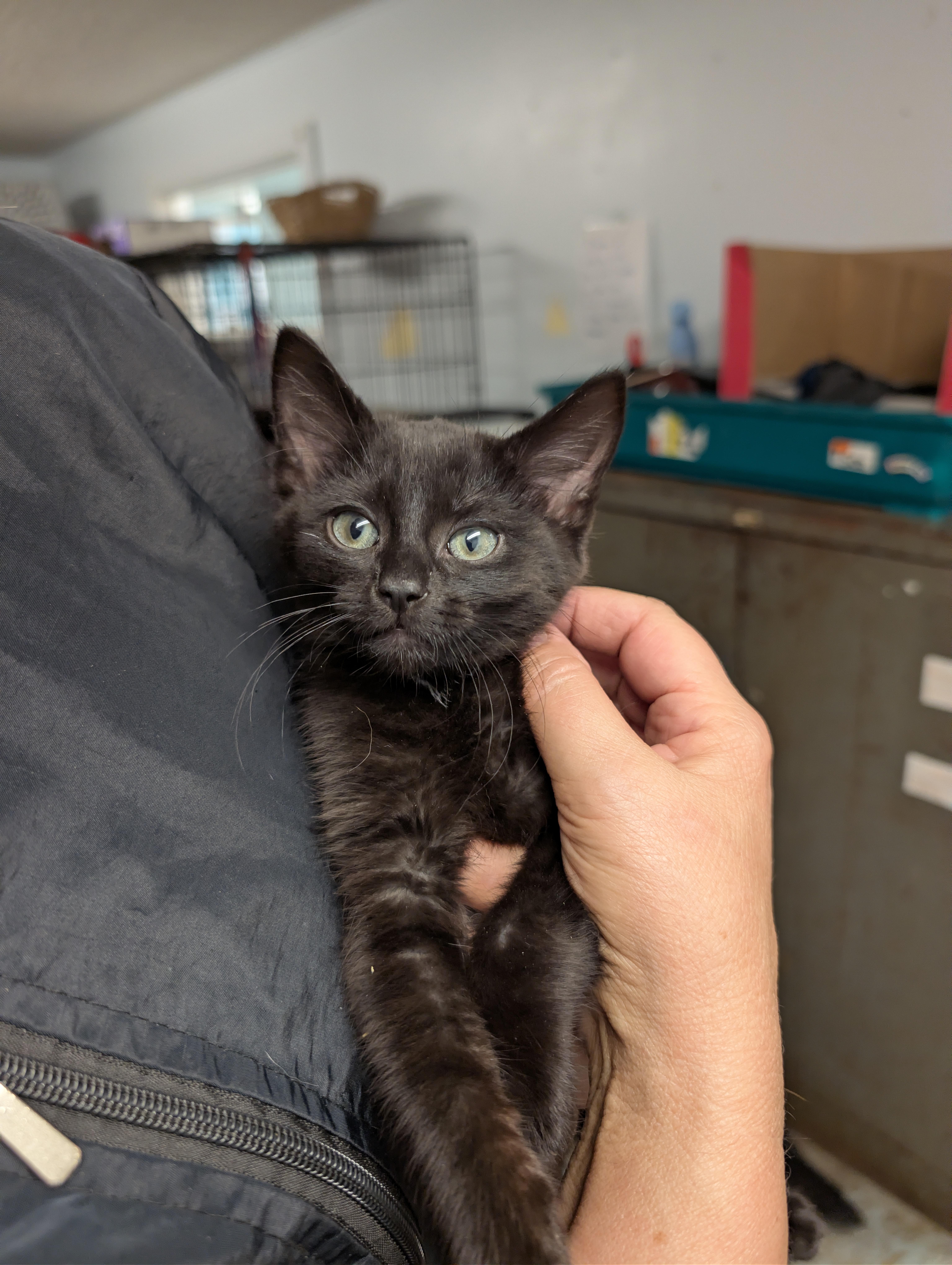 A baby medium-sized female Black Domestic Medium Hair cat named Magic for adoption in Tilton, IL