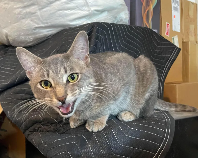 Bradley & Angelina thumbnail 2