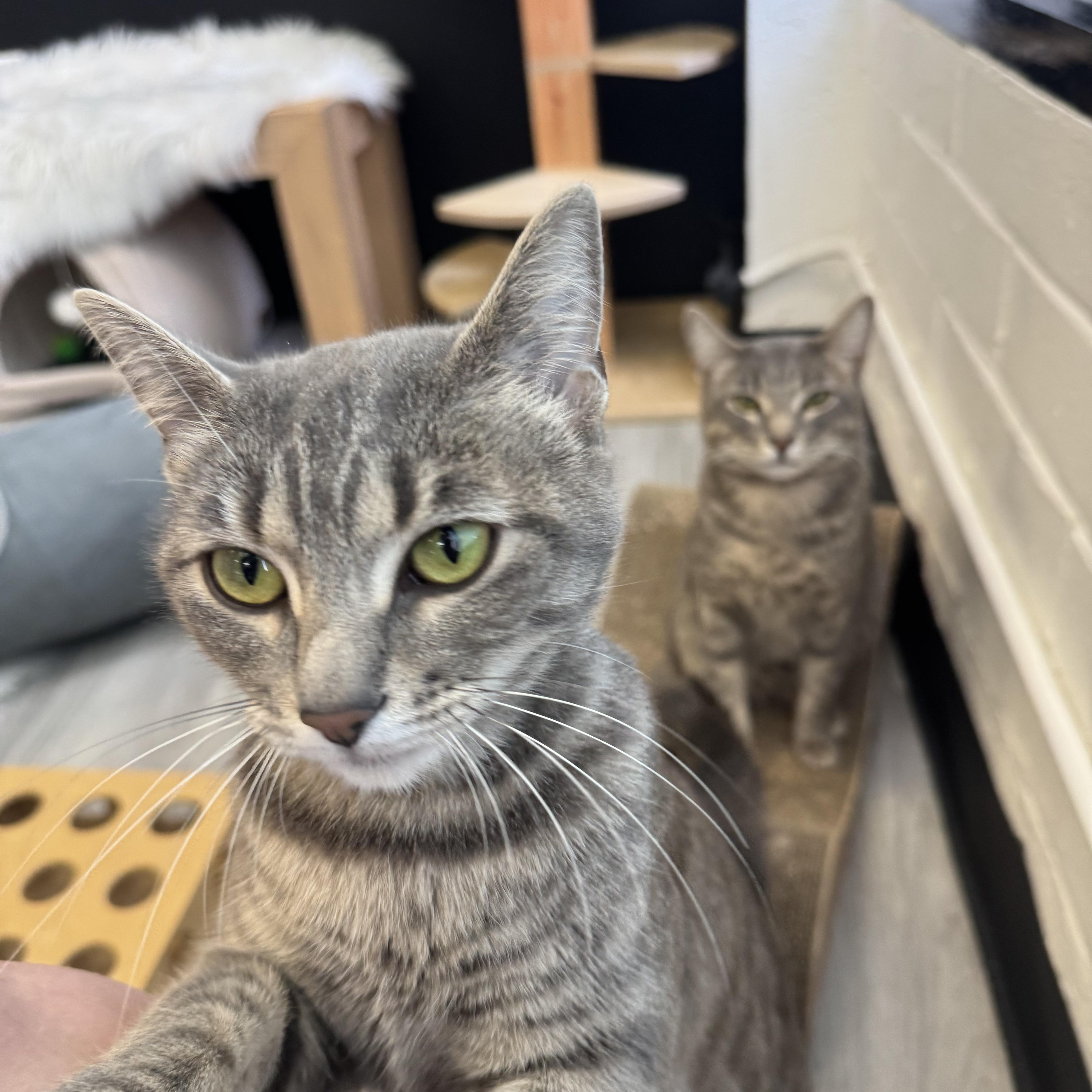 A young medium-sized female Tabby (Gray / Blue / Silver) Domestic Short Hair cat named Bradley & Angelina for adoption in Pacific Palisades, CA