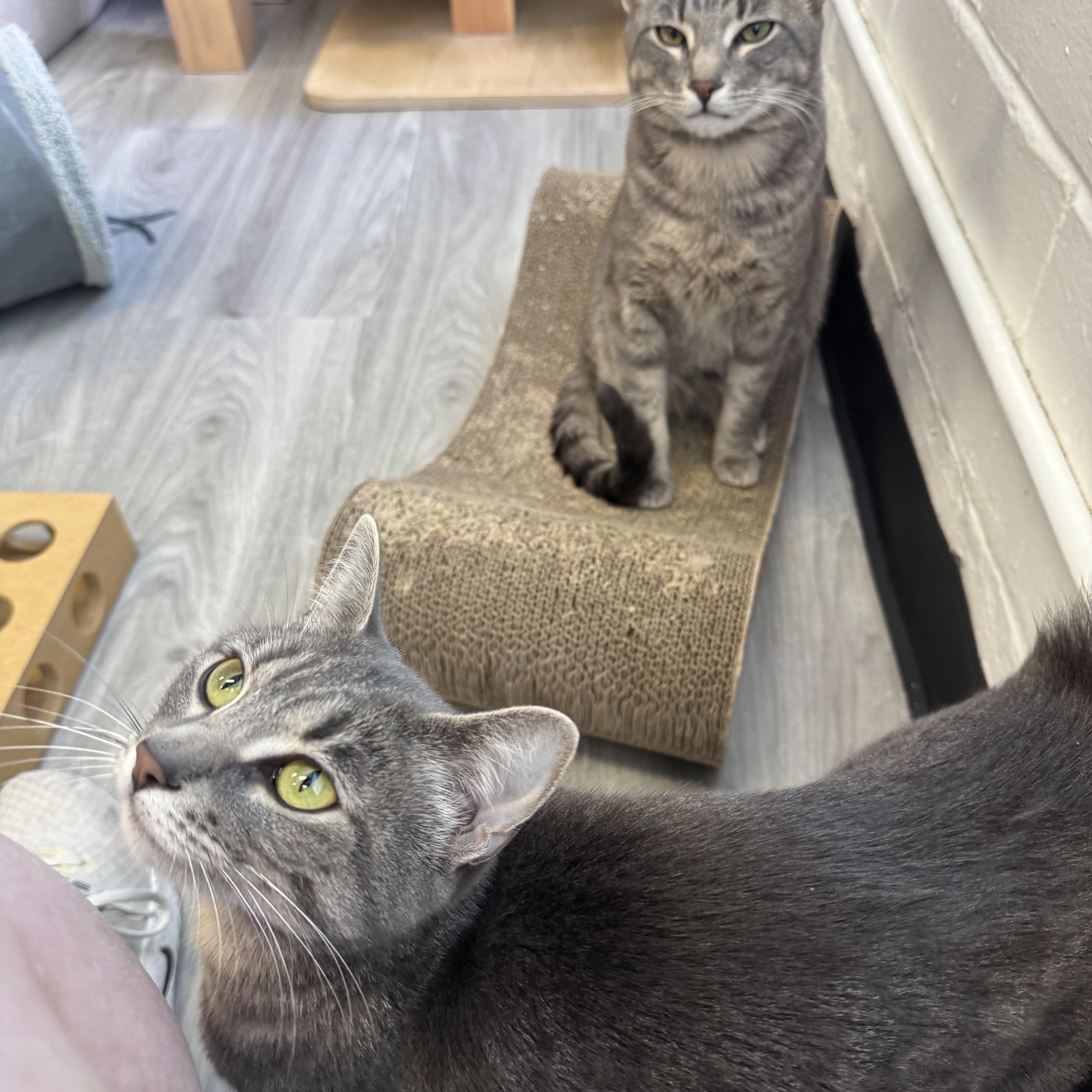 Bradley & Angelina thumbnail 4