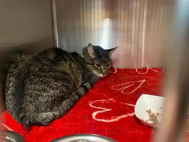 A senior medium-sized male Domestic Short Hair cat named Joey for adoption in Tustin, CA