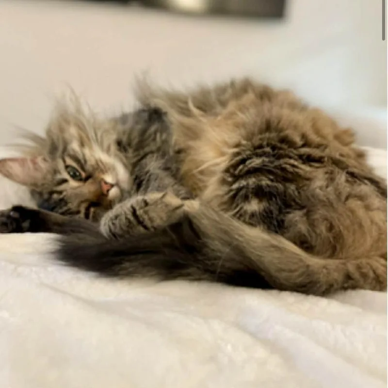 An adult large-sized female Brown / Chocolate Domestic Long Hair cat named Boof for adoption in Raleigh, NC
