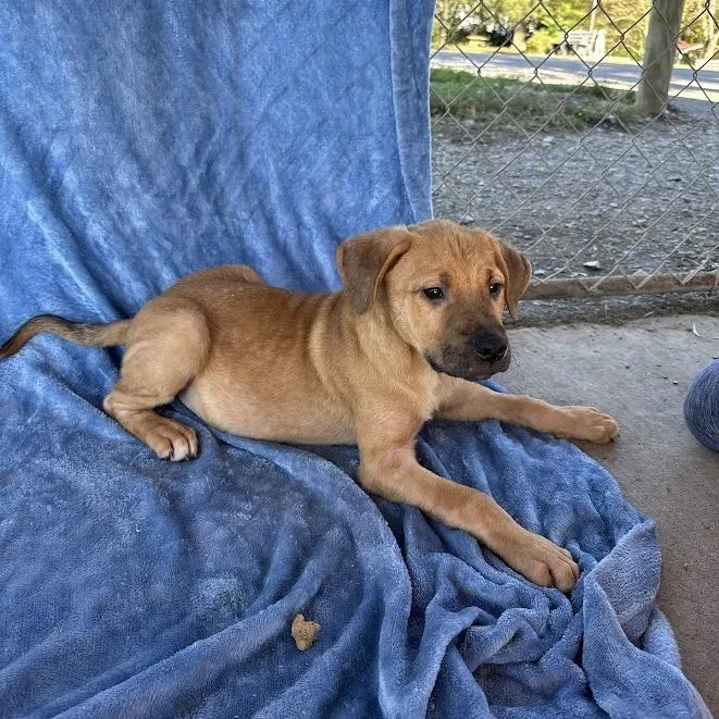 A baby small-sized male Labrador Retriever dog named Stefan for adoption in Knoxville, TN