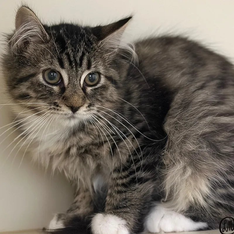 A baby medium-sized female Tabby (Brown / Chocolate) Domestic Long Hair cat named Elenor Rigby for adoption in Victor, NY
