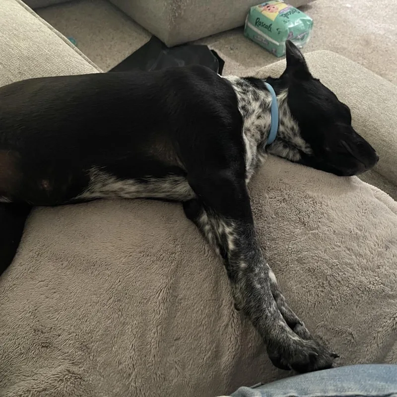 Jilly Bean P thumbnail 5