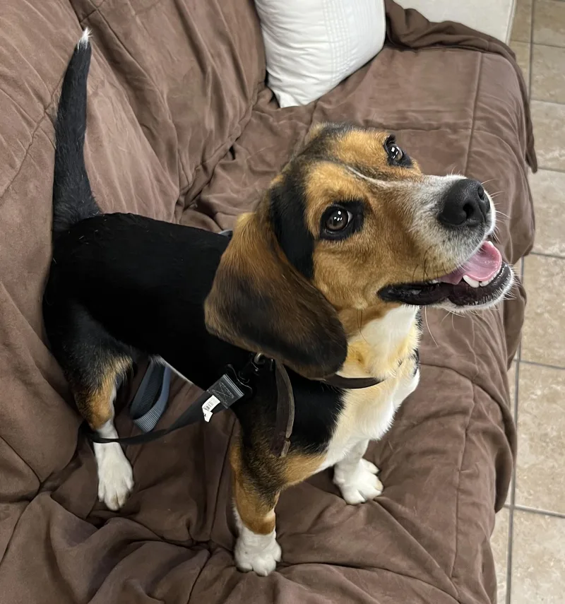A young medium-sized male Tricolor (Brown, Black, & White) Beagle dog named Scooter for adoption in Farmington, MO