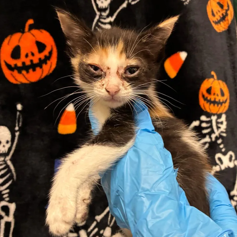 A baby small-sized female Domestic Short Hair cat named Flower for adoption in San Antonio, TX
