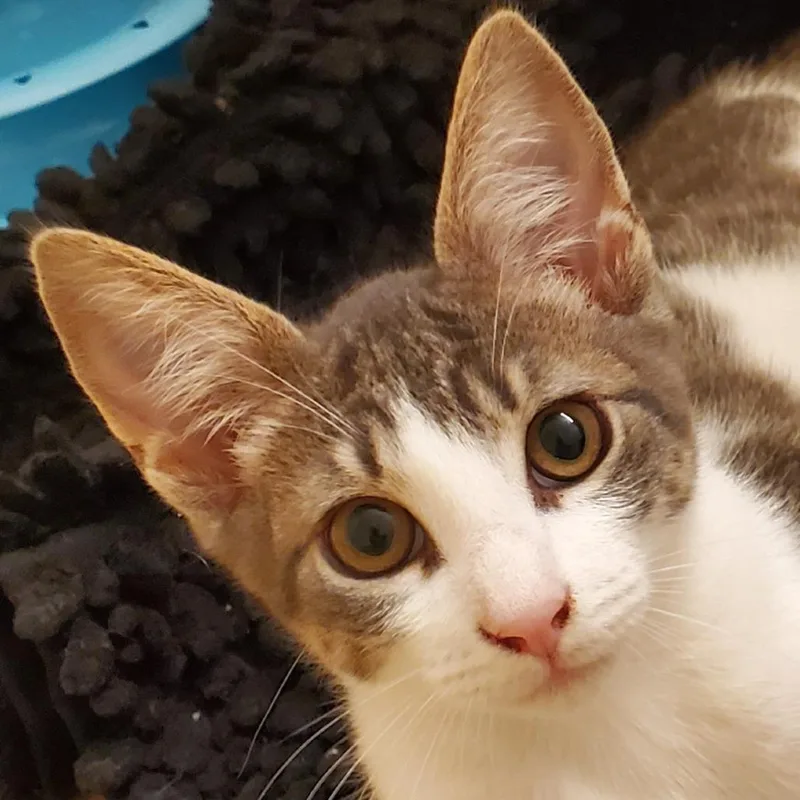 A baby small-sized male Domestic Short Hair cat named Oren for adoption in Cumming, GA