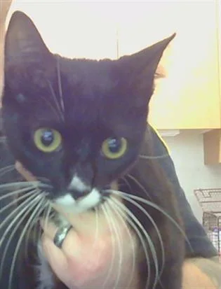 A young small-sized female Domestic Short Hair cat named Penny for adoption in Sacramento, CA