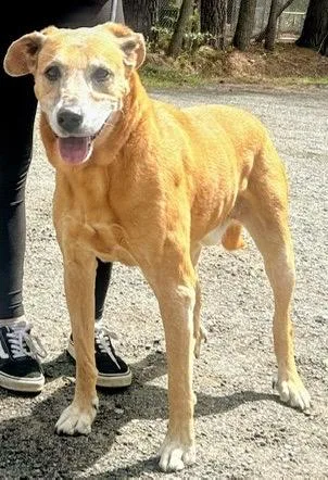 A senior large-sized male Labrador Retriever dog named Hershey . for adoption in Cambridge, MD