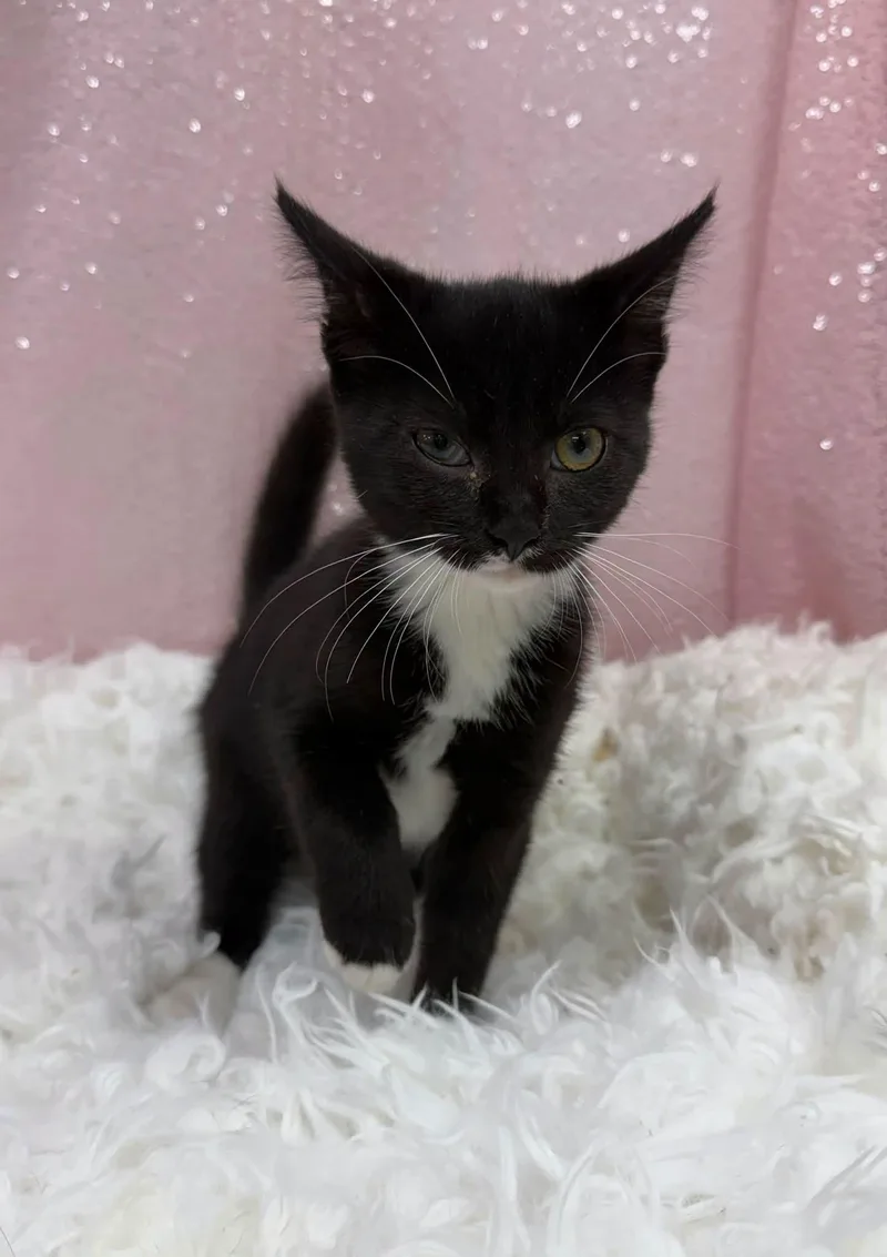 A young medium-sized female Black & White / Tuxedo Domestic Short Hair cat named Hallie for adoption in Clarkesville, GA