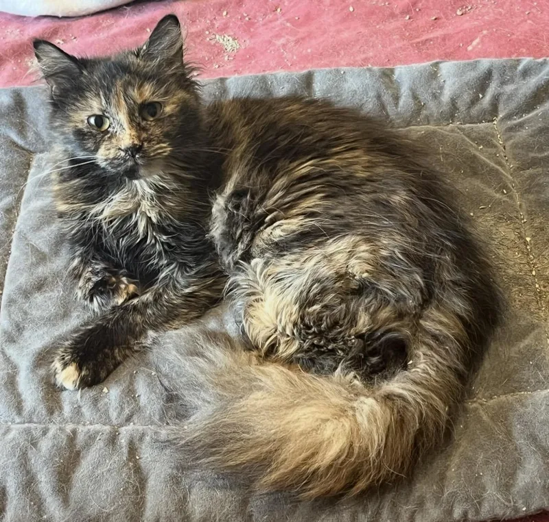 A young medium-sized female Domestic Long Hair cat named Amira for adoption in Mount Airy, MD