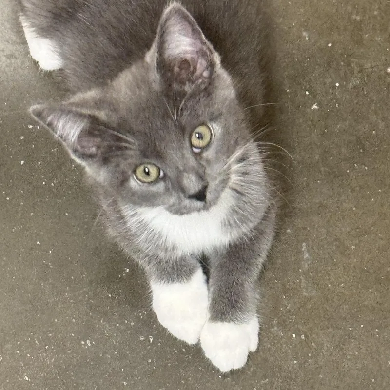 A baby small-sized male Gray / Blue / Silver Domestic Short Hair cat named Muscadine for adoption in Falls Church, VA