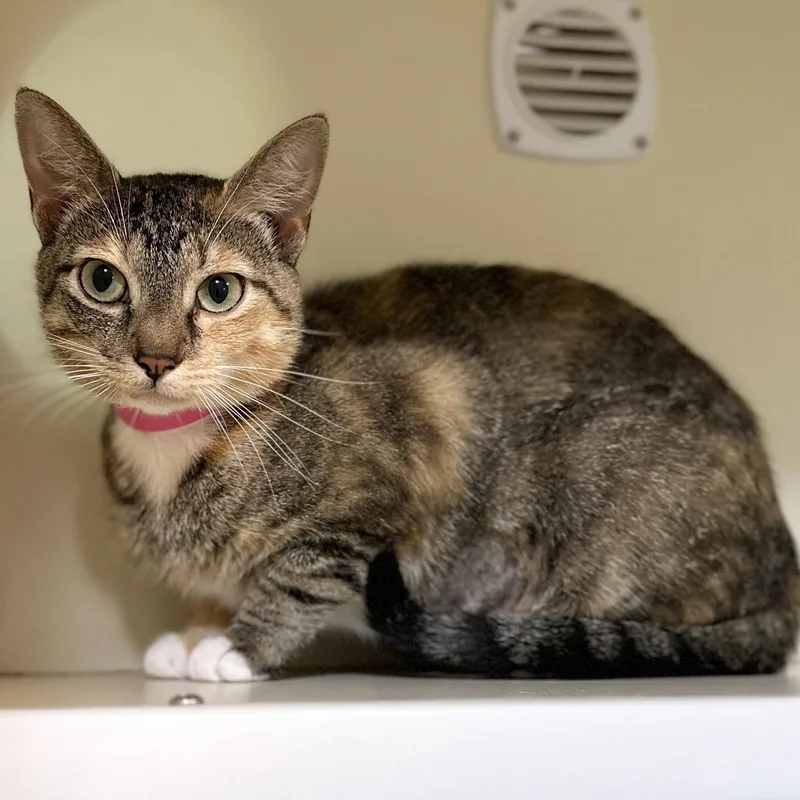An adult medium-sized female Torbie Domestic Short Hair cat named Daisy for adoption in Victor, NY