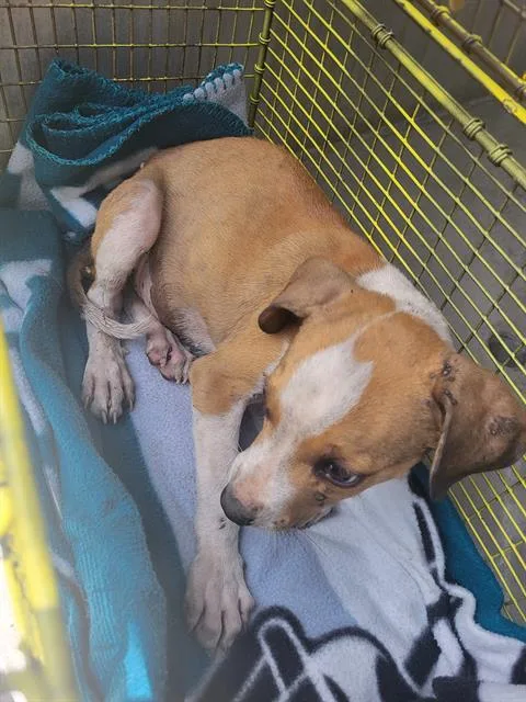 A baby small-sized male American Staffordshire Terrier dog named Chewy for adoption in San Antonio, TX