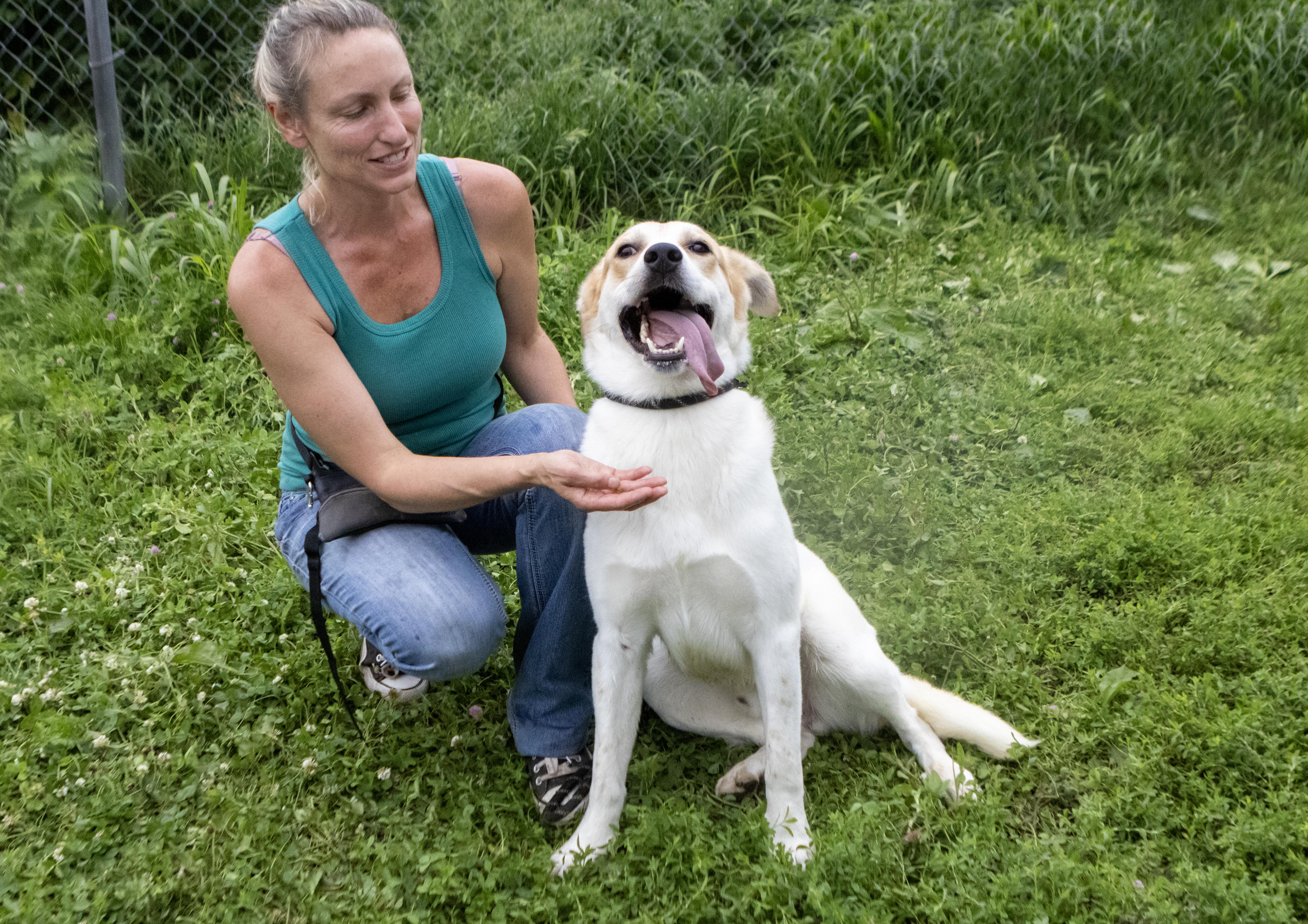 A young medium-sized male White / Cream Great Pyrenees dog named Ralphie for adoption in Dyer, IN