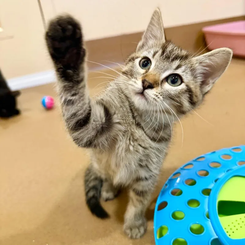 A baby small-sized female Gray / Blue / Silver Domestic Short Hair cat named Peanut for adoption in Agoura Hills, CA