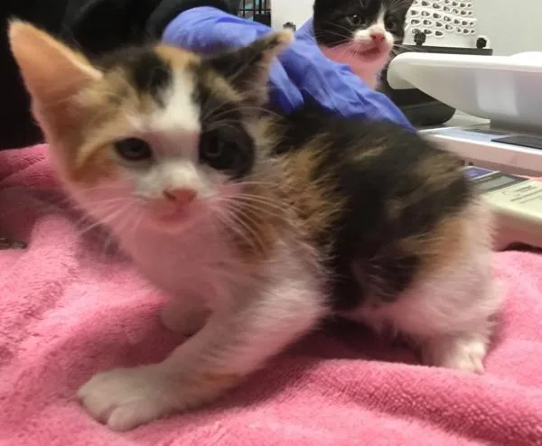 An adult small-sized female Domestic Short Hair cat named Princess Daisy for adoption in Escondido, CA