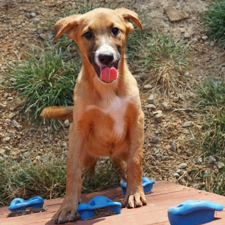 A baby medium-sized female Belgian Shepherd / Malinois dog named Rama for adoption in Duck River, TN