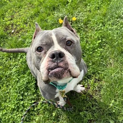 An adult medium-sized female Fox Terrier dog named Ditto for adoption in Wheaton, IL