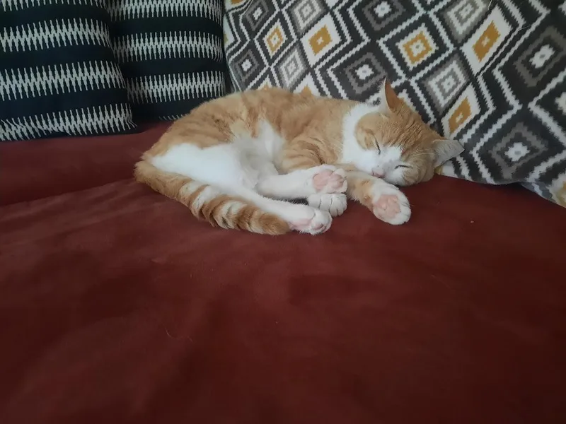 Octavian thumbnail 3