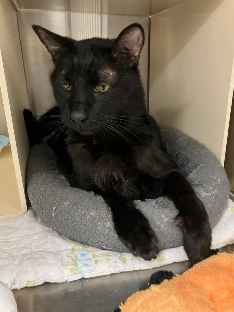 A senior medium-sized male Domestic Short Hair cat named Pip Squeak for adoption in Lunenburg, MA