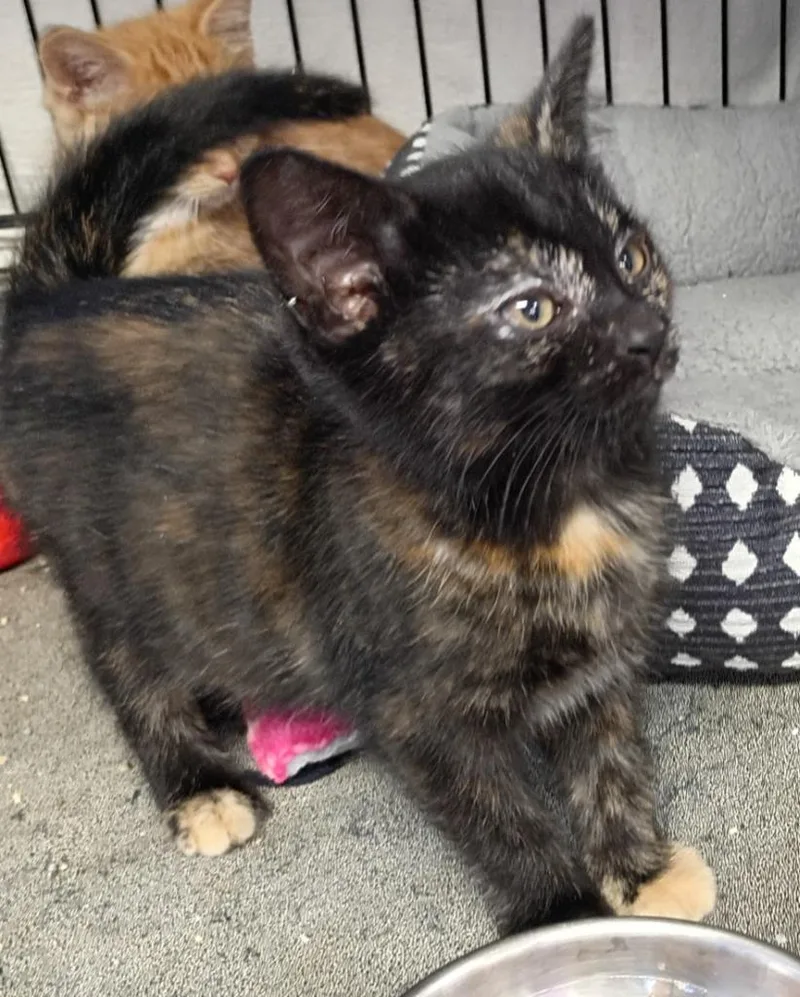 A baby small-sized female Domestic Short Hair cat named Chia for adoption in Rockford, IL