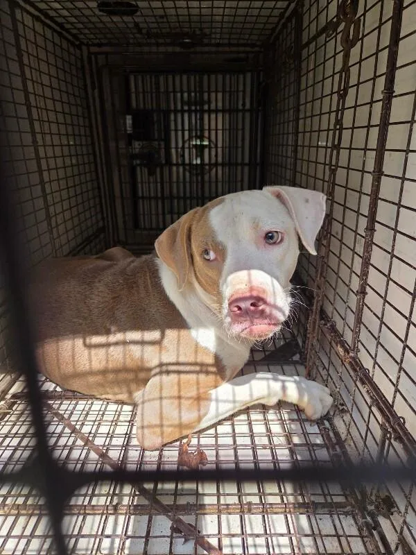 An adult medium-sized male White / Cream Mixed Breed dog named Parker for adoption in Mobile, AL