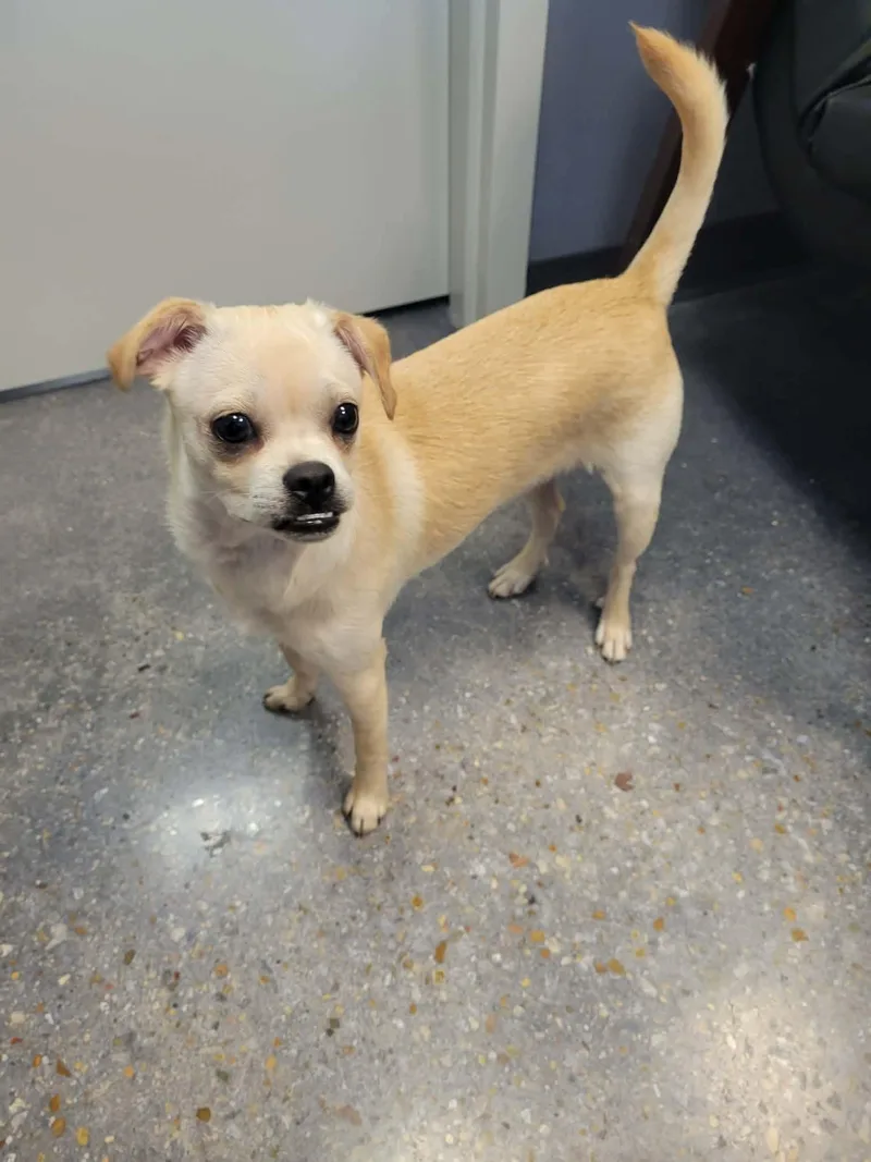 A young small-sized male Apricot / Beige Chihuahua dog named Louie for adoption in Tylertown, MS